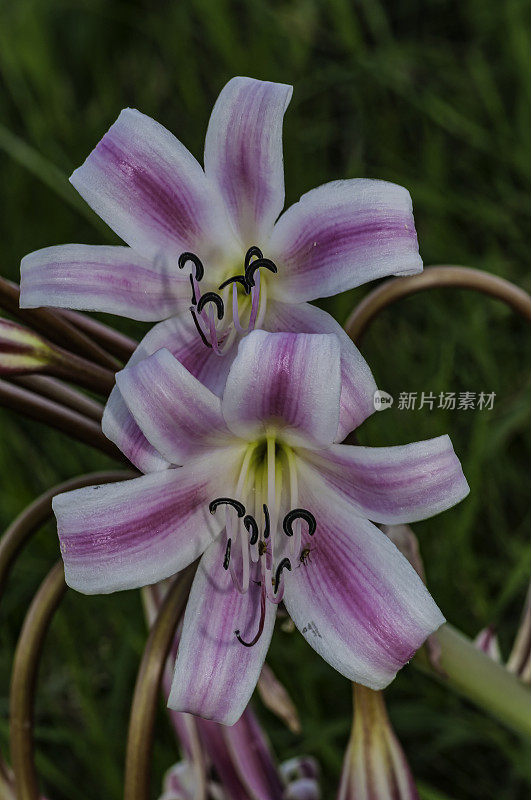 来自肯尼亚马赛马拉的Pyjama Lily, Crinum macowanii。石蒜科。